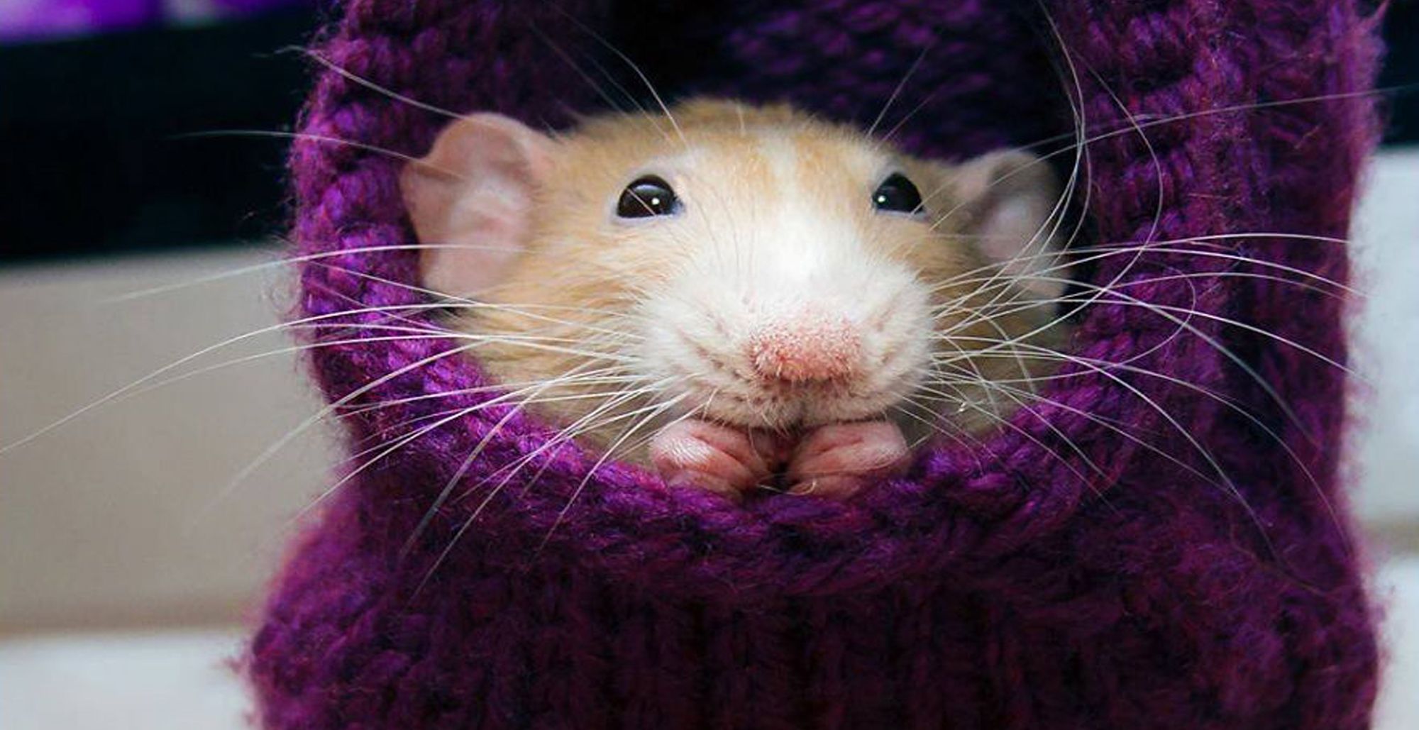 Красивые крысы