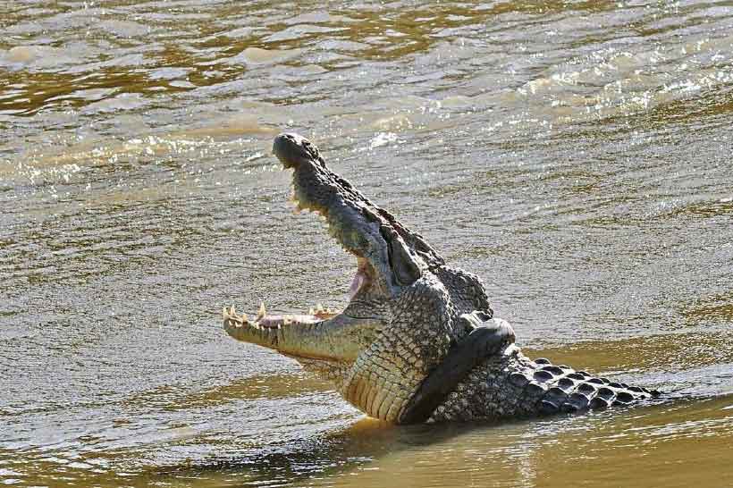 Crocodile Finally Freed From Tire Stuck On Its Neck For Six Years