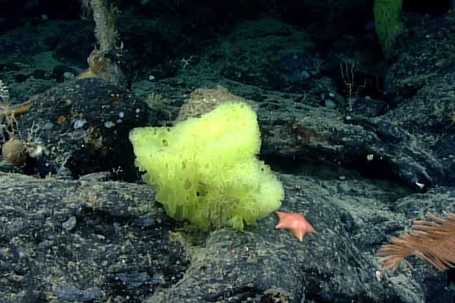 A Research Vessel Found SpongeBob Look-Alikes A Mile Under The Ocean's Surface