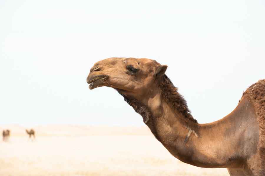 Camels With Facelifts And Botox