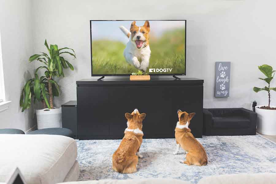 Dogs TV Channel