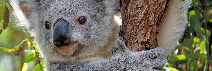 koalas and humans