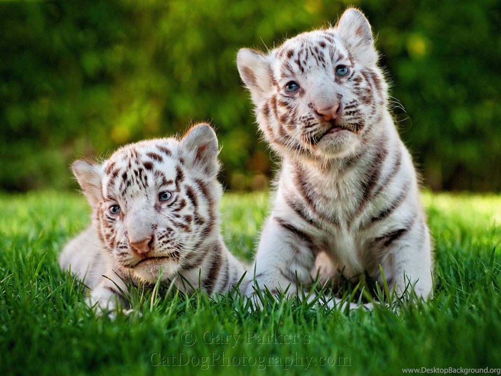 539869 two cute white tiger baby in grass animals animals 1800x1200 h compressor