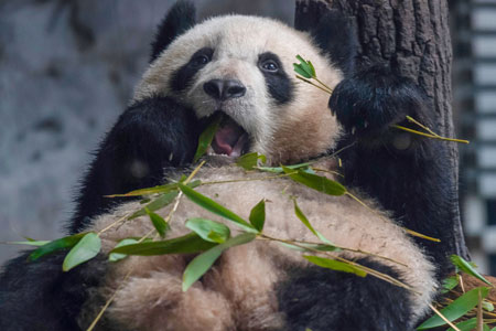 Study Finds How Pandas Gain Weight On A Bamboo Diet