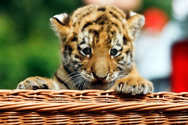 cute siberian tiger cub 2 compressor