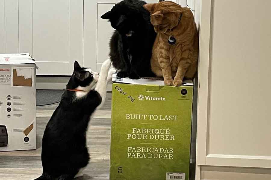 Cats Hold Owners' kitchen Blender Hostage For A Month In Hilarious standoff